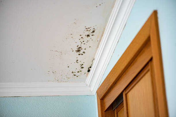 Best Kitchen Mold Remediation in Canastota, NY